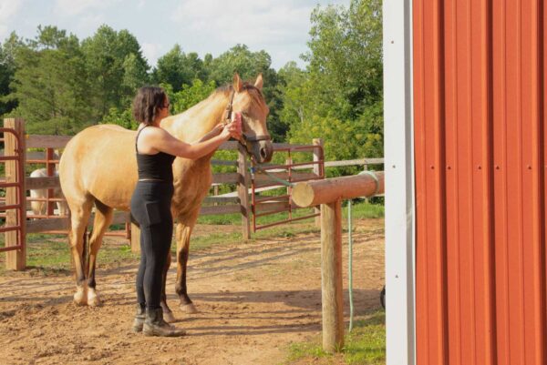 A high school girl—Meghan—brushes her horse outside of a barn.