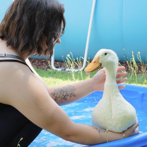 White woman with tattoo on forearm playing with a white duck in a blue kiddie pool