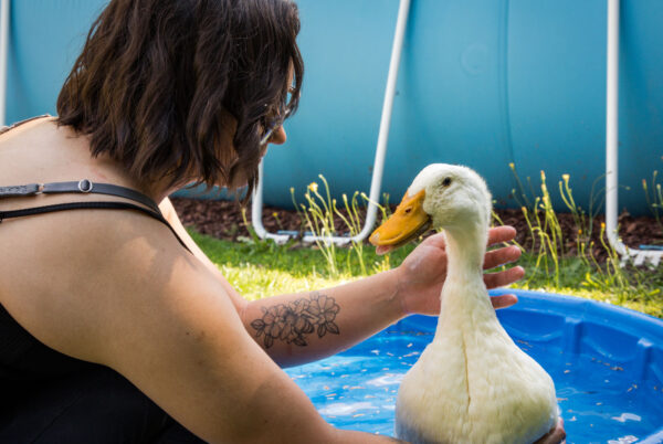 A young woman bathes a duck in a plastic pool.