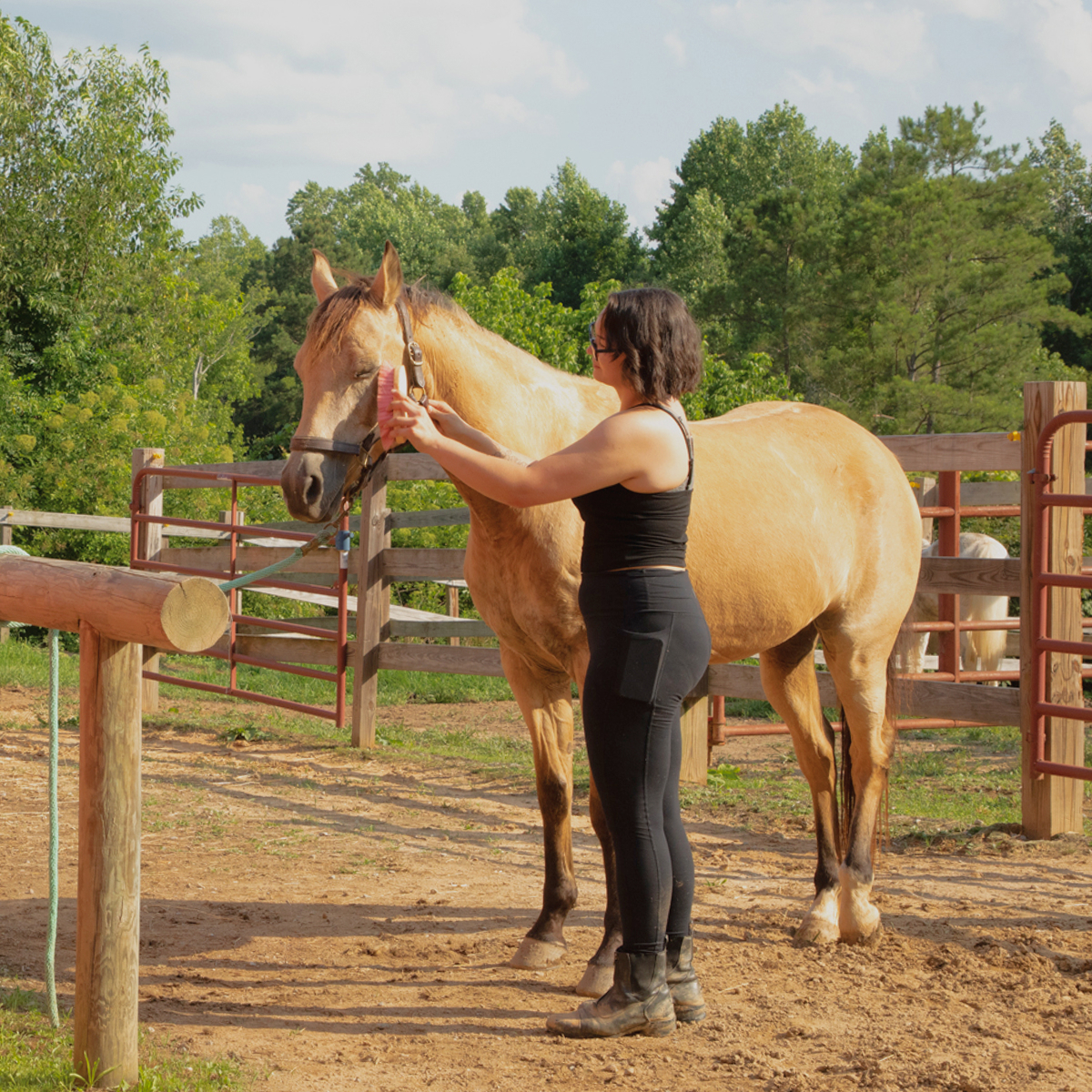 Meghan tending to her horse